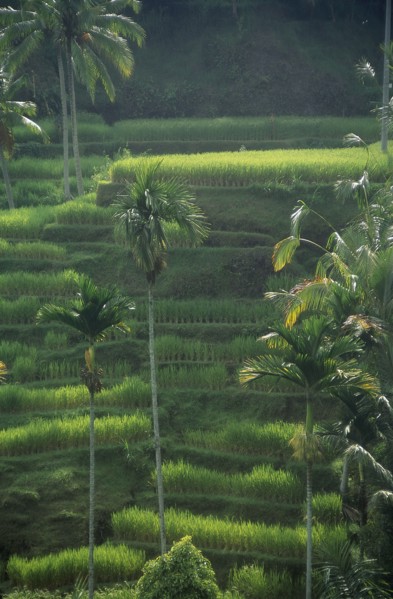 INDONESIA, Bali, Rice terraces