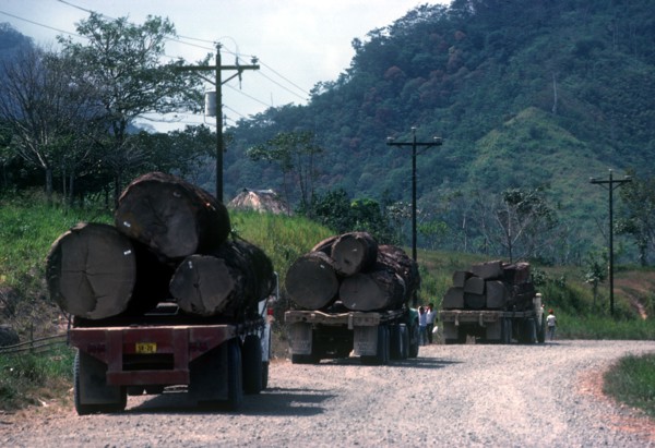 PANAMA, Darien, Ilegal logging trucks on a road at Darien.