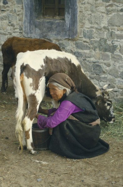 TIBET, Agriculture, Old lady milking a cow.