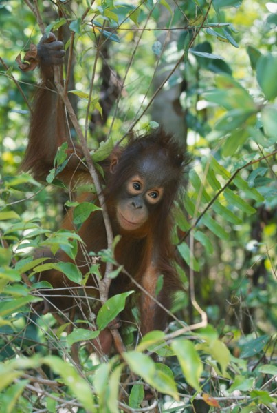 WILDLIFE, Apes, Orang Utans, Baby Orang Utan (pongo pygmaeus) at rehabilitation centre in Borneo