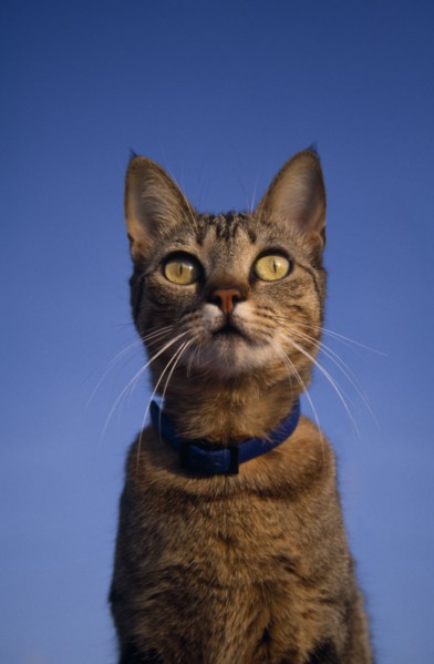 ANIMALS, Domestic, Cats, Spotted Oriental Tabby on deck of boat.