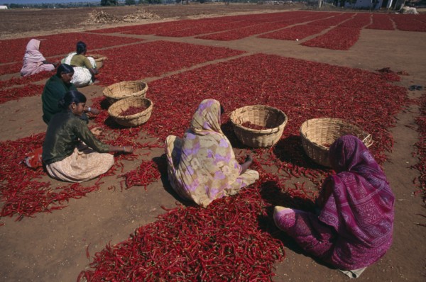 INDIA, Karnataka, Agriculture, Women sorting red chillies laid out on the ground to dry.