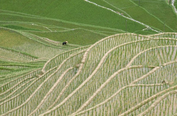 CHINA, Guangxi, Rice Terraces