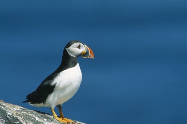 WILDLIFE, Birds, Puffin, Puffin (fratercula artica) standing on rock on Craigleath Scotland