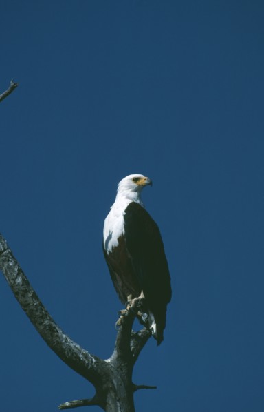 WILDLIFE, Birds, African Fish Eagle, African Fish Eagle (hallaeetus vocifer) sitting in a tree
