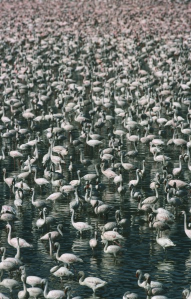WILDLIFE, Birds, Flamingoes, Greater & Lesser Flamingo (phoenicopterus ruber and minor) massed in