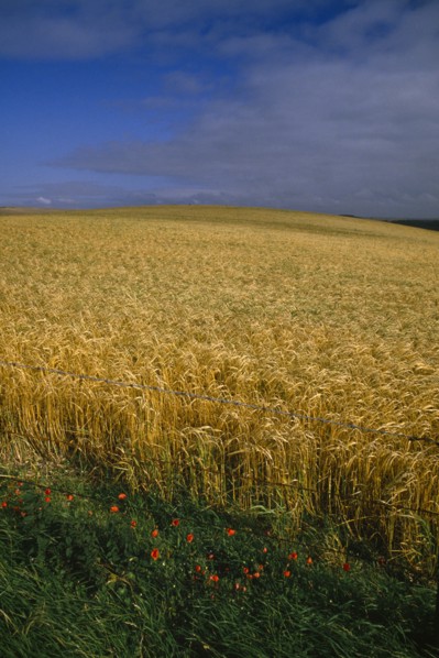 AGRICULTURE, Arable, Barley,  Field of ripe barley with poppies and blue sky.