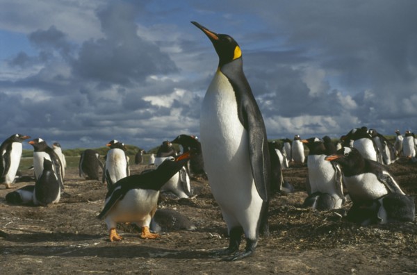 WILDLIFE, Birds, Penguins, King Penguin walking among nesting Gentoo Penguins