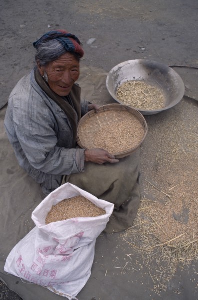 CHINA, Tibet, Tandruk, Elderly woman winnowing rice into a sack