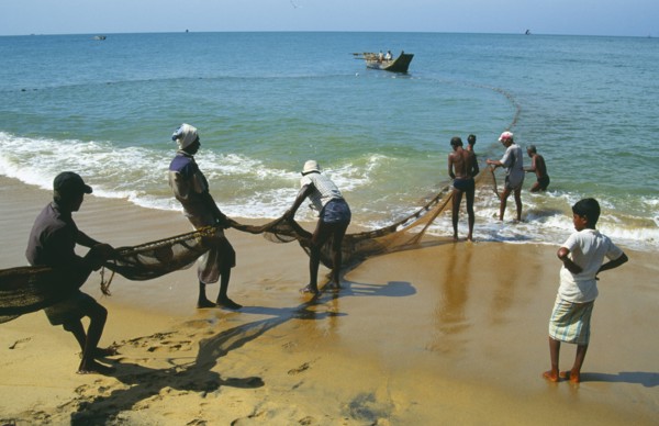 SRI LANKA, Negombo, Fishermen hauling seine net ashore on west coast beach.