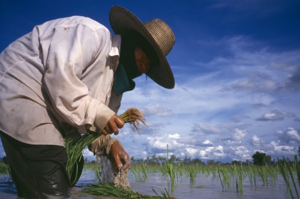 THAILAND, Loei Province , Person planting rice seedlings in a paddy