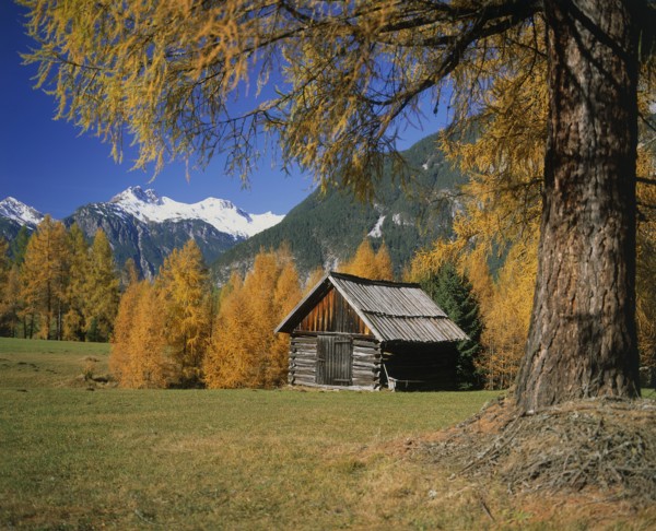 AUSTRIA, Tyrol, General, Wooden barn surrounded by trees in autumn colours with mountains beyond.