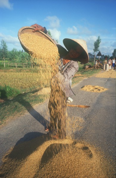 VIETNAM, Tam Ky, Woman winnowing rice on a roadway.
