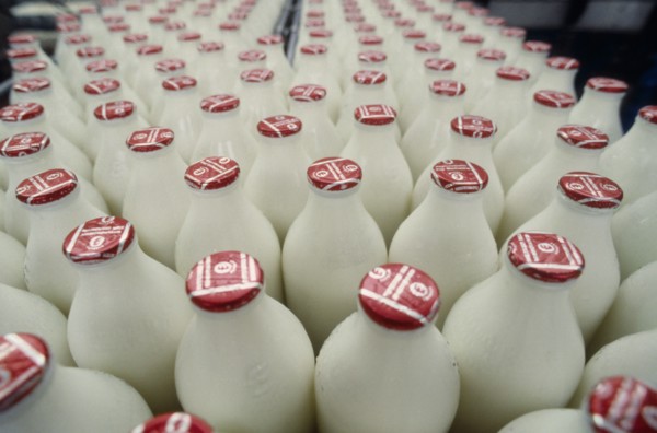 INDUSTRY, Production, Bottling, Full milk bottles on a conveyor belt in a bottling plant