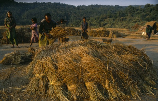 BANGLADESH, Agriculture, Rice Harvest, Man and young girls preparing bundles of rice for threshing.