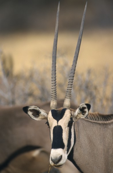 KENYA, Samburu, "Beisa Oryx.  Single male, head shot."