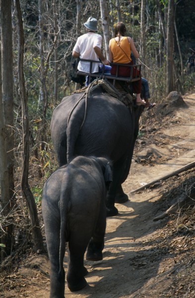 THAILAND, North, Chiang Mai, Young couple trekking on elephant through the jungle south of Chiang