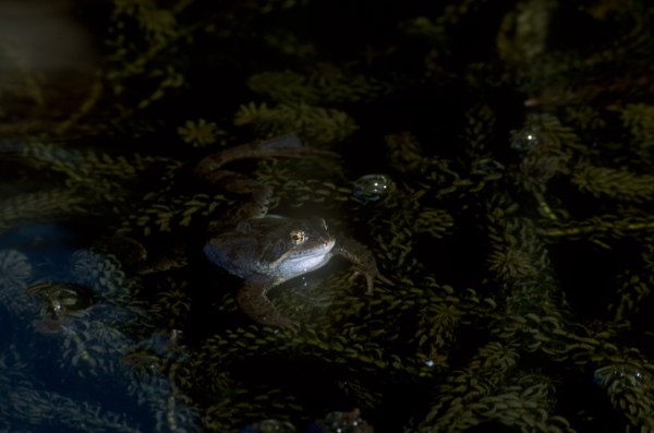 NATURAL HISTORY, Amphibian, Frog, Common Frog partly submerged in water with pond weed.
