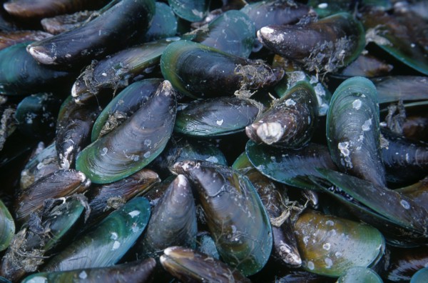 THAILAND, North, Chiang Mai, "Wholesale Food Market.  Green lipped mussels for sale, close view