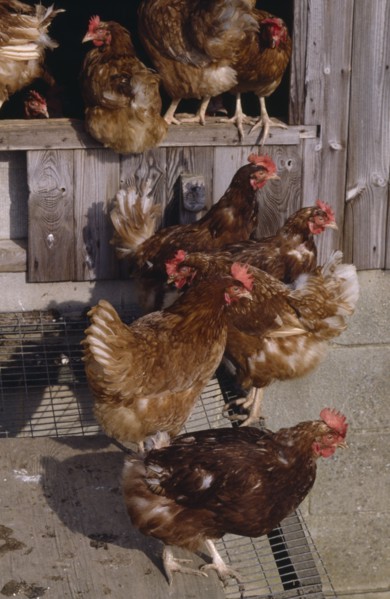 AGRICULTURE, Farming, Poultry, Free range hens exiting their coop.