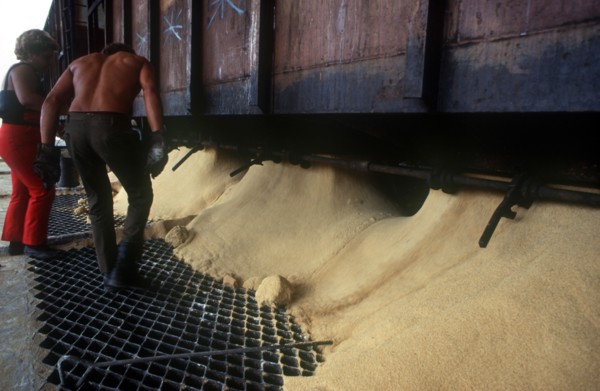CUBA, Cienfuegos, Sugar being poured from railway carriages through gratings in the ground with