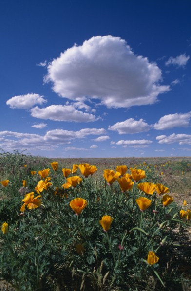 USA, Nevada, South of Bolder City, Bright yellow flowers in a field with white fluffy clouds in a