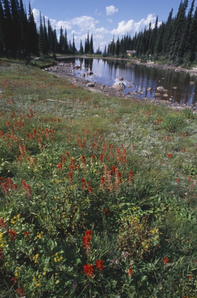 CANADA, Canadian Rockies, British Columbia, Mount Revelstoke National Park. View over wild flowers