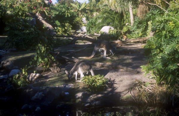 USA, Florida, Orlando, Walt Disney World Animal Kingdom. Kangaroos grazing in a shady clearing.