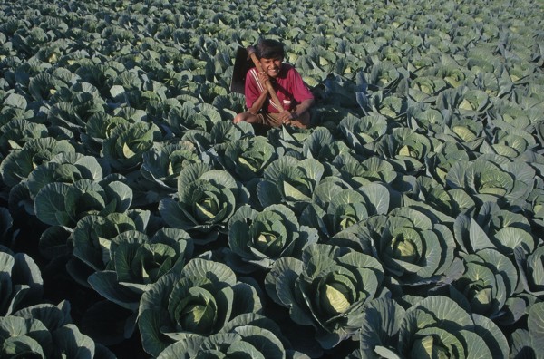 INDIA, Gujarat, Bhujodi, Farmhand in cabbage patch