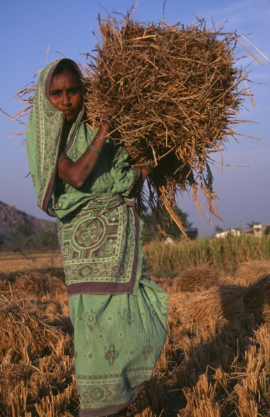 INDIA, Andhra Pradesh, Tuni, Female farm labourer carrying bundle of straw.
