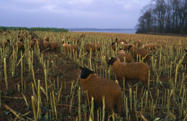 AGRICULTURE, Livestock, Sheep, "England, Rutland.  Black faced sheep eating brussel sprout stalks