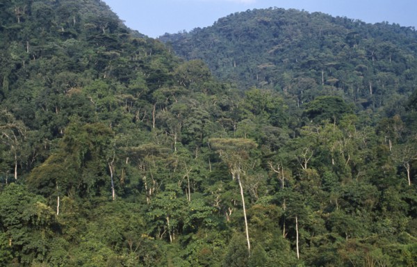 UGANDA, Bwindi , Impenetrable Forest