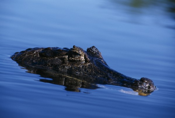 SEA LIFE , Crocodile,  Spectacled Caiman  Snout out of water in Brazil.