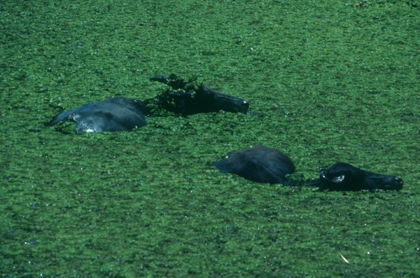 SRI LANKA, Yala National Park, Two wild Water Buffaloes submerged in water with a covering of green