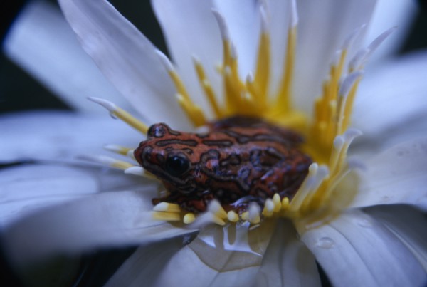 NATURAL HISTORY, Frogs, Painted reed frog ( Hyperolius sp. ) sitting in a flower floating on the