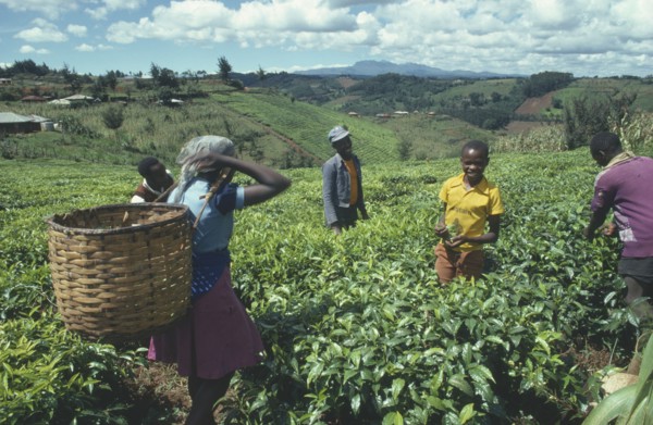 KENYA, Agriculture, Group of tea pickers working in field.