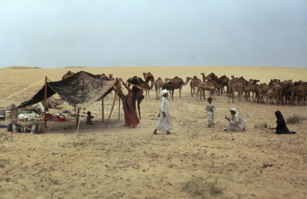 MIDDLE EAST, Bedouin, Bedouins setting up camp with camel herd in the background