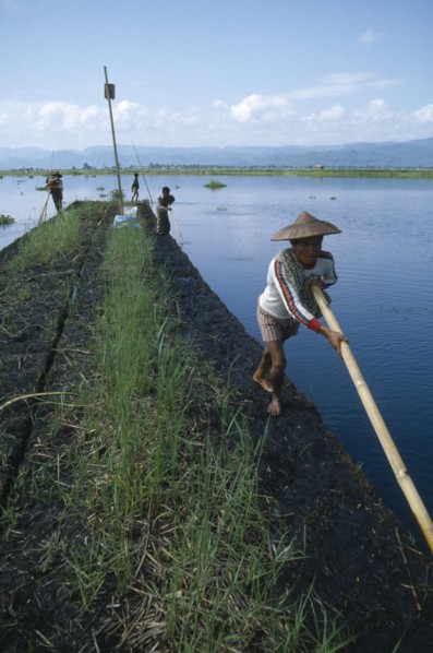MYANMAR, Inle Lake, People propelling floating gardens through water using bamboo poles.