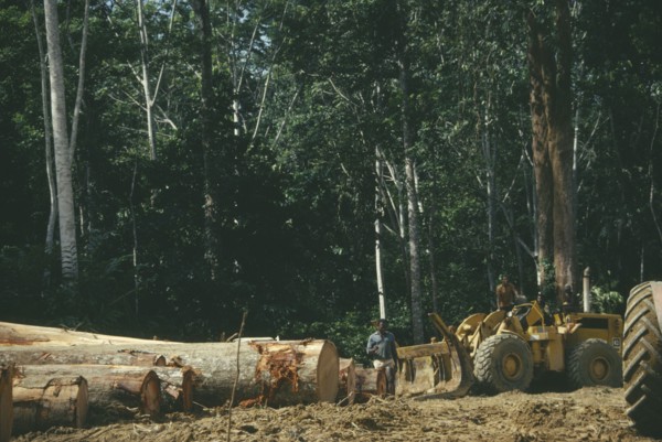 GABON, Ndjole, Industry, Row of trees cut down by loggers for the timber industry