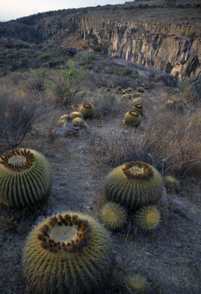 MEXICO, San Miguel de Allende, Cacti at Jardin Botanico El Charco del Ingenio