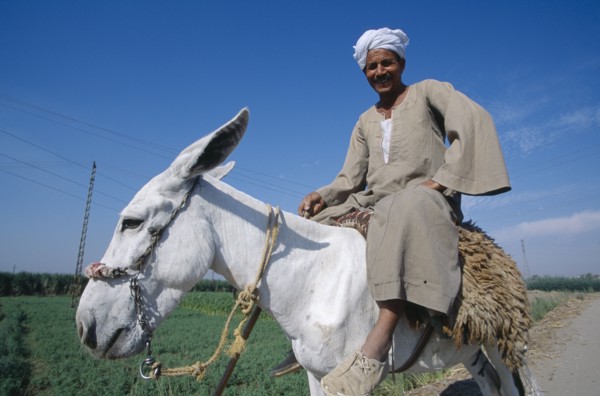 EGYPT, Nile Valley, Luxor, Cropped view of man riding donkey.