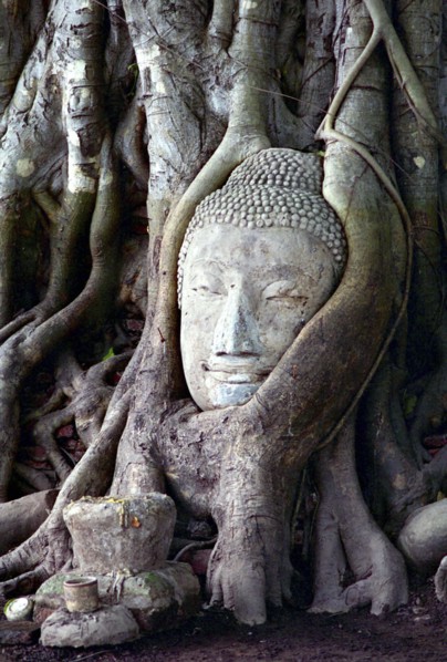 THAILAND, Ayutthaya, Buddha head statue grown into a tree trunk originally placed there by a monk