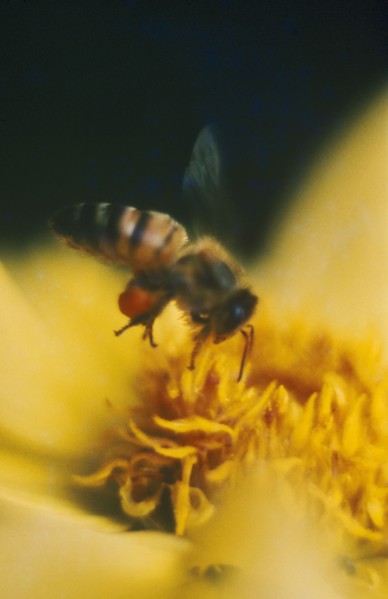 INSECTS, Bees, Honey bee collecting pollen from a yellow flower