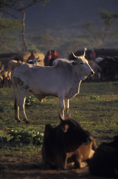 KENYA, Kajiado, A sacrificial bull. The bull will be slaughtered as part of an intiation ceremony
