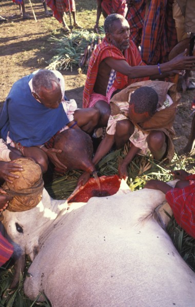 KENYA, Kajiado, A sacrificial cow is suffocated to death at the beginning of an initiation ceremony