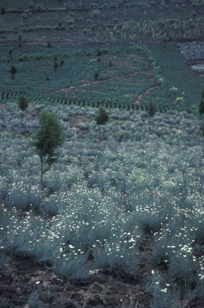 KENYA, , Pyrethrum daisies growing in central Kenya. This natural insecticide is grown in great