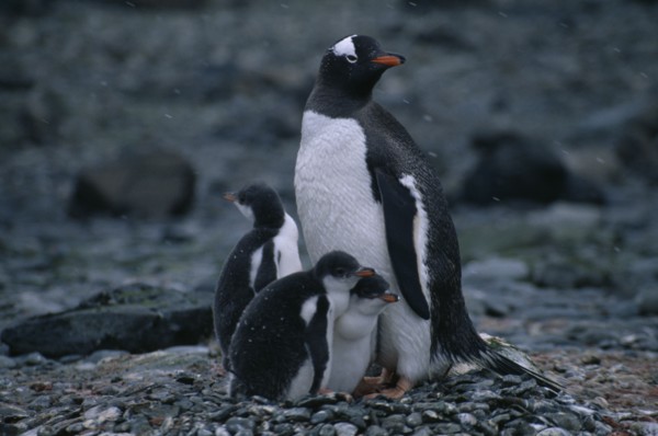 ANTARCTICA, Ardley Island, View of a Gentoo Penguin with three chicks