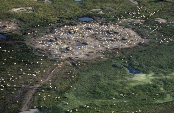 SUDAN, South, Radial Settlement, Aerial view over Dinka cattle camp.