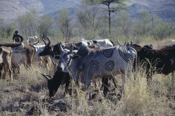 ETHIOPIA, Agriculture, Mursi cattle herd.