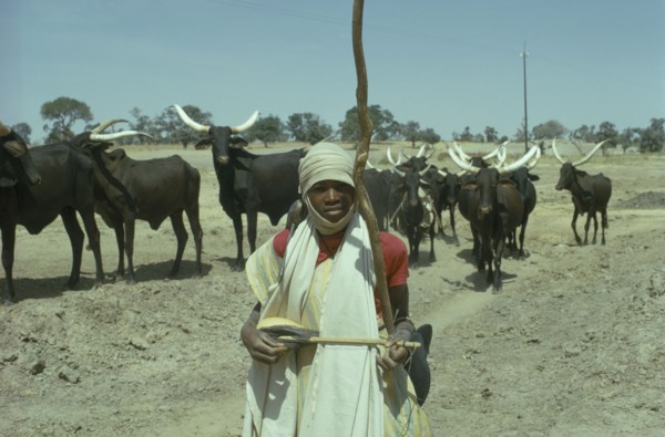 NIGERIA, Sahel, Young Fulani herdsman and longhorn cattle.